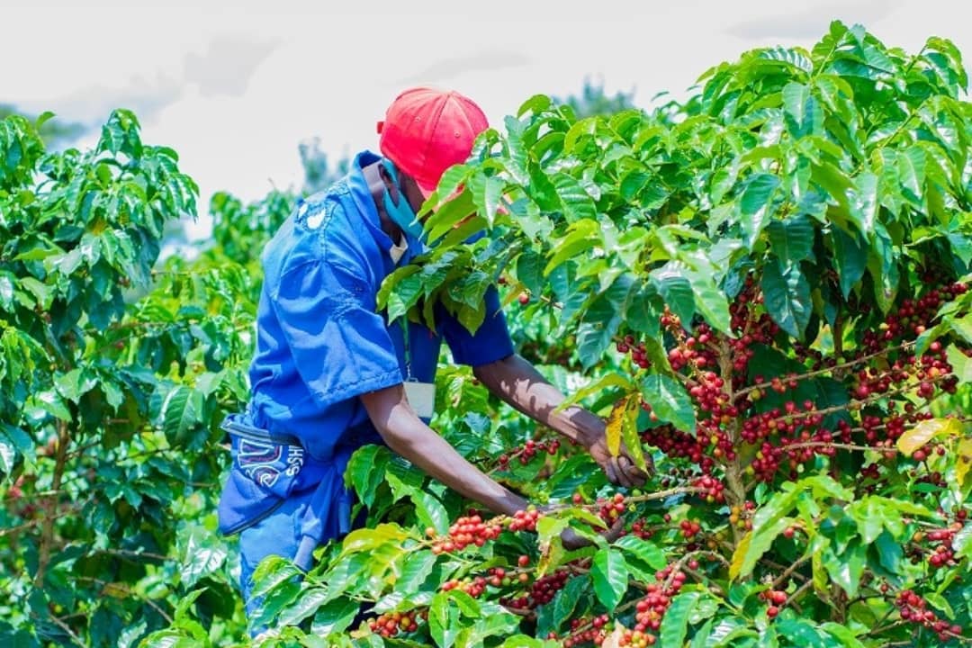 #2021 #coffee #harvests #rwanda #easternprovincethis manual picking method consists in picking o